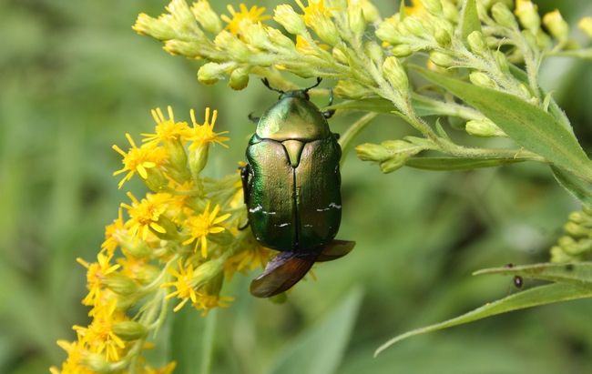 Cetonia aureata???